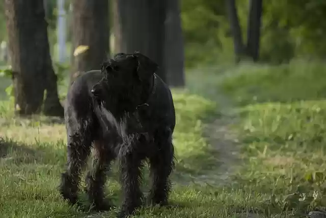 Free download giant schnauzer dog path walk free picture to be edited with GIMP free online image editor
