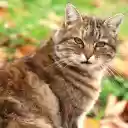 Giant tabby cat  screen for extension Chrome web store in OffiDocs Chromium