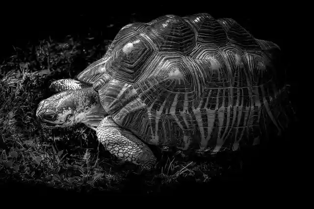 Free download Giant Tortoise Gad Shell Black And -  free photo or picture to be edited with GIMP online image editor