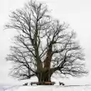 Giant tree in the snow  screen for extension Chrome web store in OffiDocs Chromium