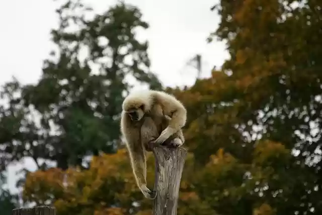 Free download gibbon ape primate animal species free picture to be edited with GIMP free online image editor