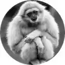 Gibbon Tabs  screen for extension Chrome web store in OffiDocs Chromium