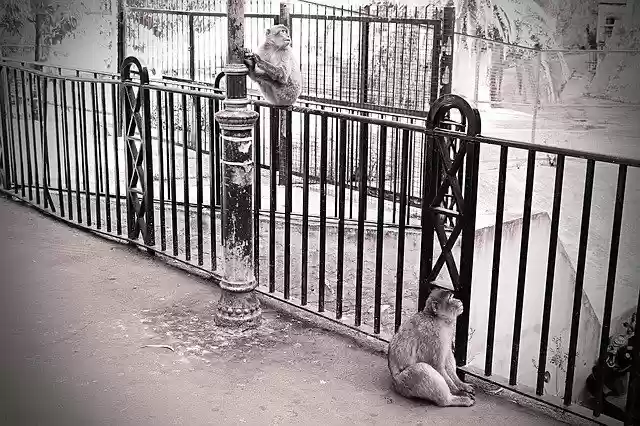 Descărcați gratuit șablonul foto gratuit Gibraltar Summer Ape pentru a fi editat cu editorul de imagini online GIMP