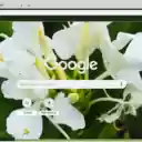 Ginger Lily  screen for extension Chrome web store in OffiDocs Chromium