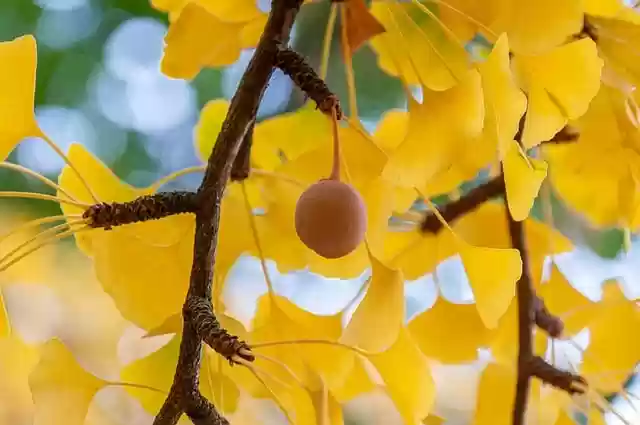 Free download gingko ginkgo tree yellow leaves free picture to be edited with GIMP free online image editor