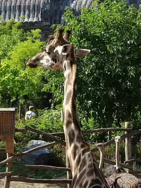 Free download Giraffe Animal Mammals -  free photo or picture to be edited with GIMP online image editor