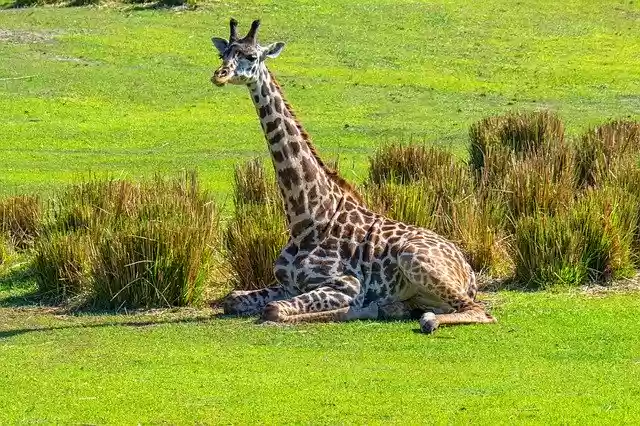 Free download Giraffe Resting Nature -  free photo or picture to be edited with GIMP online image editor