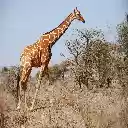 giraffe theme  screen for extension Chrome web store in OffiDocs Chromium