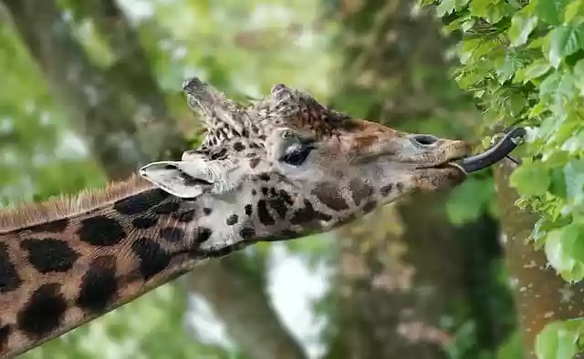 Free download giraffe to manage tongue tree free picture to be edited with GIMP free online image editor