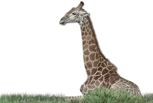 Free download Giraffe Wild Africa -  free illustration to be edited with GIMP free online image editor