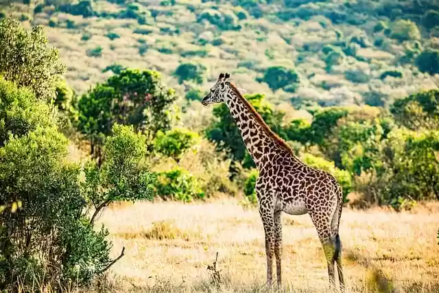 Free download giraffe wild animal wilderness free picture to be edited with GIMP free online image editor