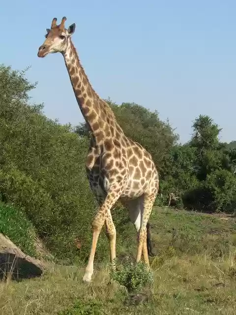 Free download Giraffe Wildlife -  free photo or picture to be edited with GIMP online image editor