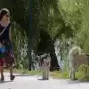 Girls and dogs  screen for extension Chrome web store in OffiDocs Chromium Girls and dogs  screen for extension Chrome web store in OffiDocs Chromium