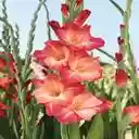 gladiolus wallpaper  screen for extension Chrome web store in OffiDocs Chromium
