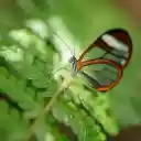 Glasswing Butterfly Serenity  screen for extension Chrome web store in OffiDocs Chromium