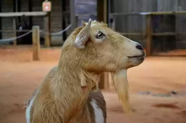 Free download Goat Animal Wild Petting -  free photo or picture to be edited with GIMP online image editor