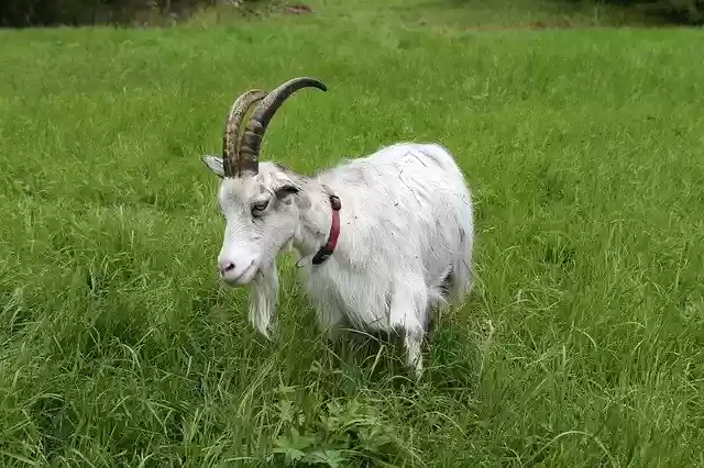 Free download Goat Culture Animal -  free photo or picture to be edited with GIMP online image editor