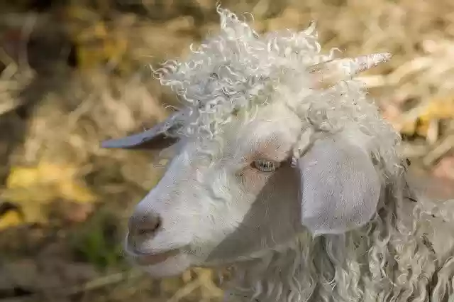 Free download Goat Farm Fall -  free photo or picture to be edited with GIMP online image editor