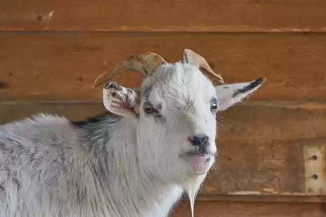 Free download Goat Goats Zoo Petting -  free photo or picture to be edited with GIMP online image editor