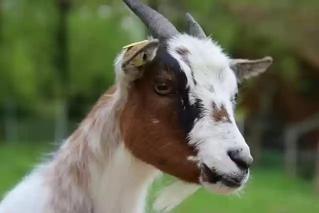 Unduh gratis gambar hewan ternak tanduk kambing gratis untuk diedit dengan editor gambar online gratis GIMP