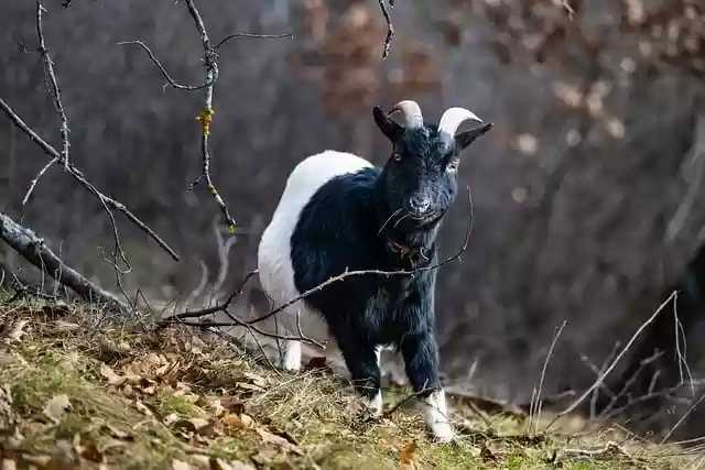 Free download goat horns valais blackneck goat free picture to be edited with GIMP free online image editor