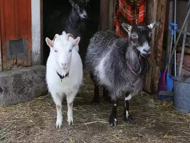 ດາວໂຫຼດຟຣີ Goat Kid Domestic Animal - ຮູບພາບ ຫຼືຮູບພາບທີ່ບໍ່ເສຍຄ່າເພື່ອແກ້ໄຂດ້ວຍຕົວແກ້ໄຂຮູບພາບອອນໄລນ໌ GIMP