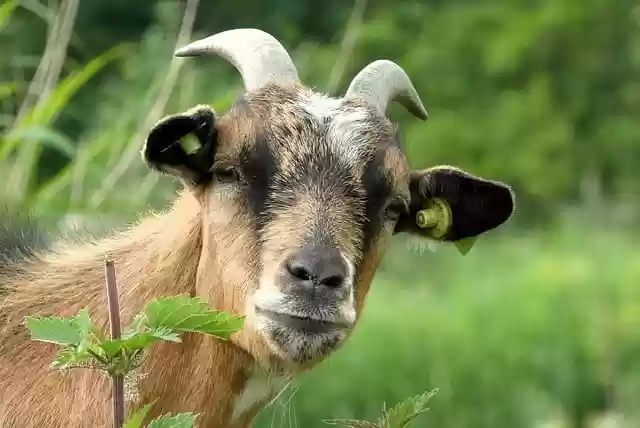 goat mammal portrait animal horns - Goatmammalportraitanimalhorns .webp