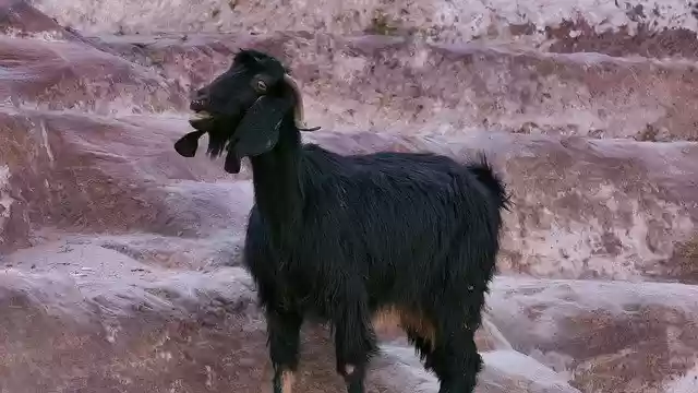 Free download Goat Mountain Ram Jordan -  free photo or picture to be edited with GIMP online image editor