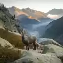 Goat on the mountain  screen for extension Chrome web store in OffiDocs Chromium