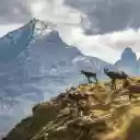 Goats climbing rocks  screen for extension Chrome web store in OffiDocs Chromium
