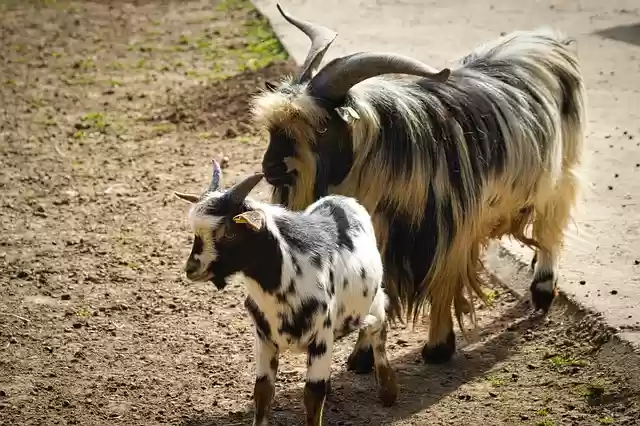 تحميل مجاني الماعز الأب وابنه صورة مجانية للحياة البرية ليتم تحريرها باستخدام محرر الصور المجاني على الإنترنت GIMP
