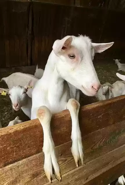 Free download Goat White Mammals -  free photo or picture to be edited with GIMP online image editor