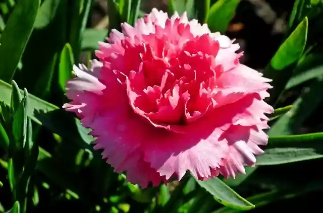 Free download Gożdzik Flower Pink -  free photo or picture to be edited with GIMP online image editor