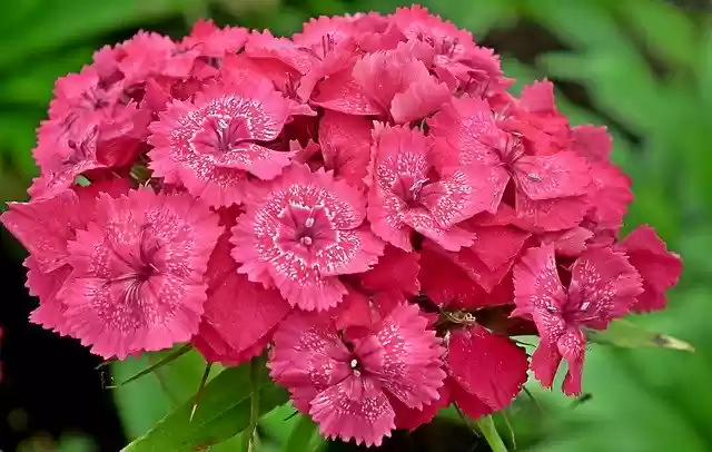 Free download Gożdziki Stone Flowers Garden -  free free photo or picture to be edited with GIMP online image editor