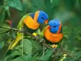Free download Goe Birds free photo or picture to be edited with GIMP online image editor
