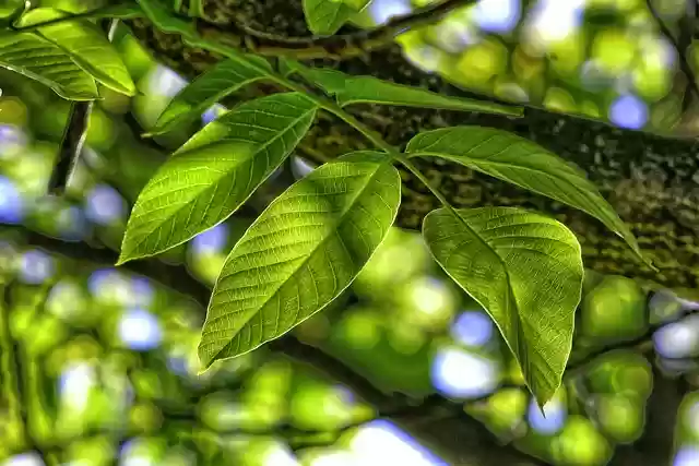 Free download goes away branch tree plants free picture to be edited with GIMP free online image editor