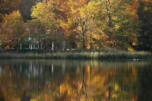 Free download Gold Autumn Tree -  free photo or picture to be edited with GIMP online image editor