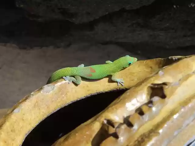 Free download Gold Dust Day Gecko Hawaii -  free photo or picture to be edited with GIMP online image editor