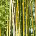 Golden Bamboo Forest  screen for extension Chrome web store in OffiDocs Chromium