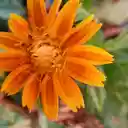 Golden Burst  screen for extension Chrome web store in OffiDocs Chromium