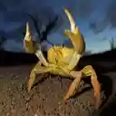 golden crab wallpaper  screen for extension Chrome web store in OffiDocs Chromium