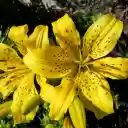 Golden cup and ants  screen for extension Chrome web store in OffiDocs Chromium