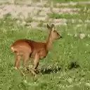 Golden Deer on Grass Field  screen for extension Chrome web store in OffiDocs Chromium