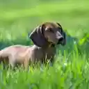 Golden Dwarf Dog  screen for extension Chrome web store in OffiDocs Chromium