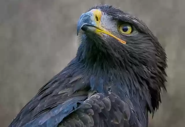 Free download golden eagle eagle raptor bird free picture to be edited with GIMP free online image editor