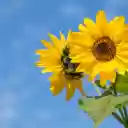 Golden Faces, Skys Azure Canvas  screen for extension Chrome web store in OffiDocs Chromium