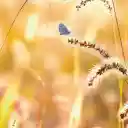 Golden Hour Butterfly  screen for extension Chrome web store in OffiDocs Chromium