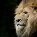 golden lion  screen for extension Chrome web store in OffiDocs Chromium