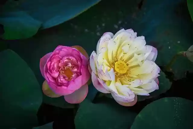 Free download Golden Lotus Border Pink Outdoor -  free photo or picture to be edited with GIMP online image editor