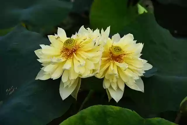 Free download Golden Lotus Dress Outdoor -  free photo or picture to be edited with GIMP online image editor